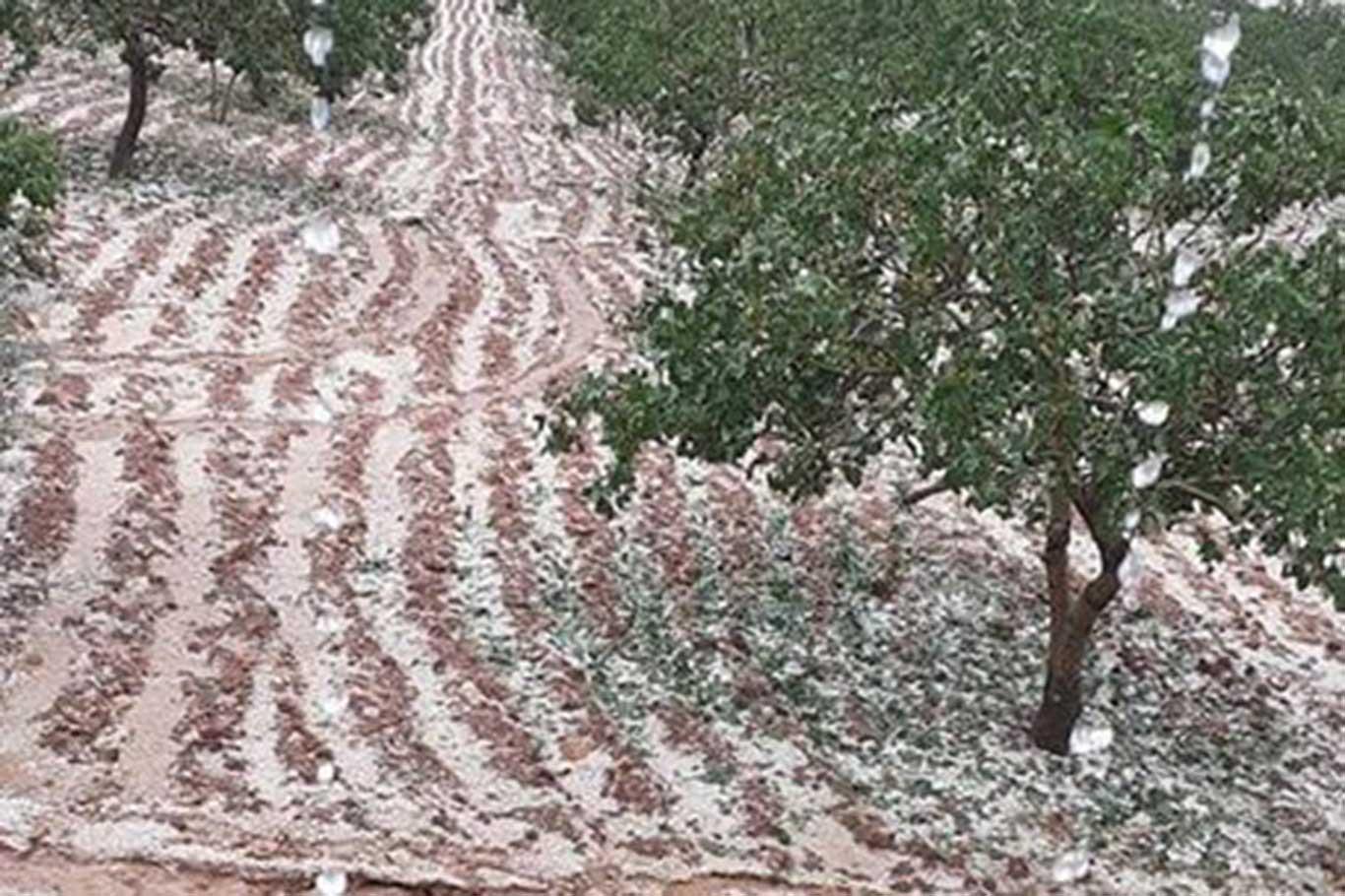 Şanlıurfa’da etkili olan dolu yağışından dolayı fıstık bahçeleri zarar gördü